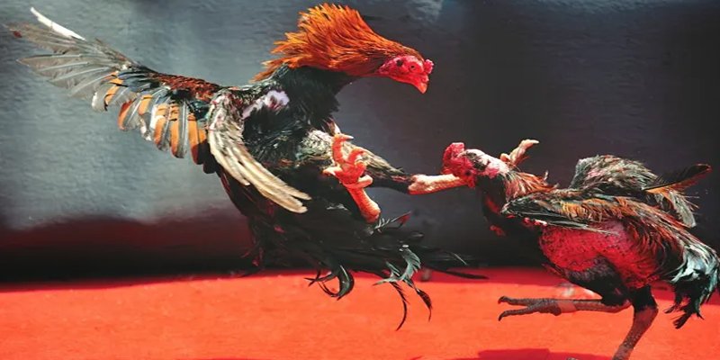 ae 388 bắn cá h5 chơi ngay