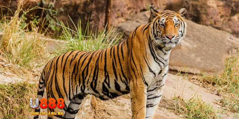 ae 388 game nổ hủ máy bay