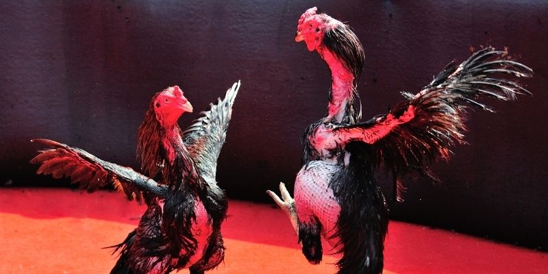 ae 388 thị trường baccarat là gì