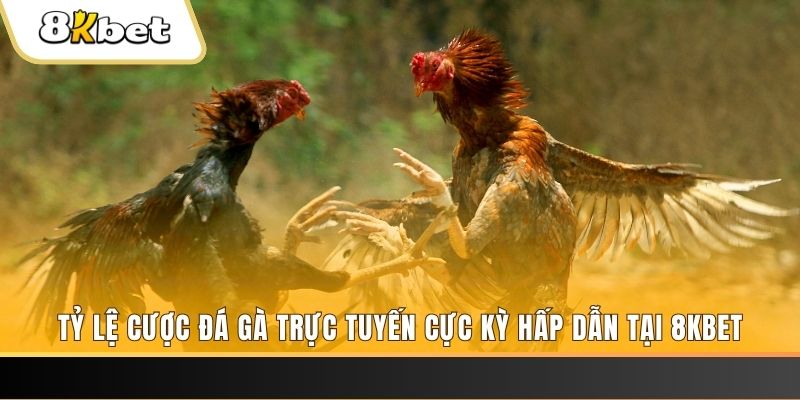 ae 388 baccarat online bịp như thế nào