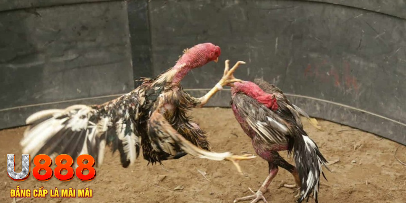 ae 388 đăng nhập tiến lên miền nam số 1